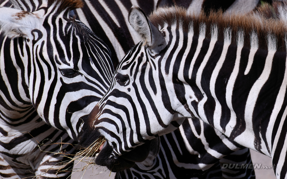 Plains zebra (Equus quagga)
